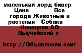 маленький лорд бивер › Цена ­ 10 000 - Все города Животные и растения » Собаки   . Ненецкий АО,Выучейский п.